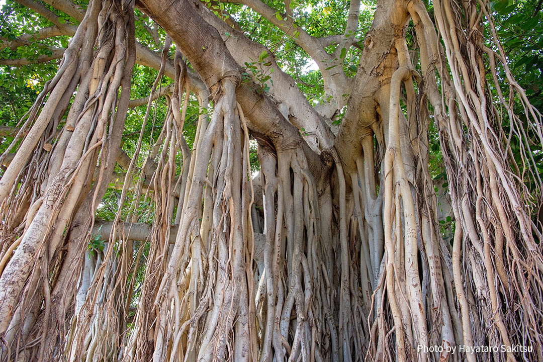 インディアンバニヤン ベンガルボダイジュ アヌヘア ハワイの花 植物 野鳥図鑑 Indian Banyan Ficus Benghalensis