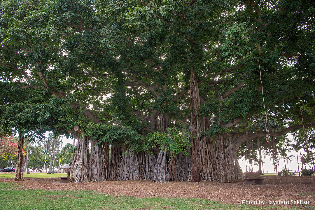 インディアンバニヤン ベンガルボダイジュ アヌヘア ハワイの花 植物 野鳥図鑑 Indian Banyan Ficus Benghalensis