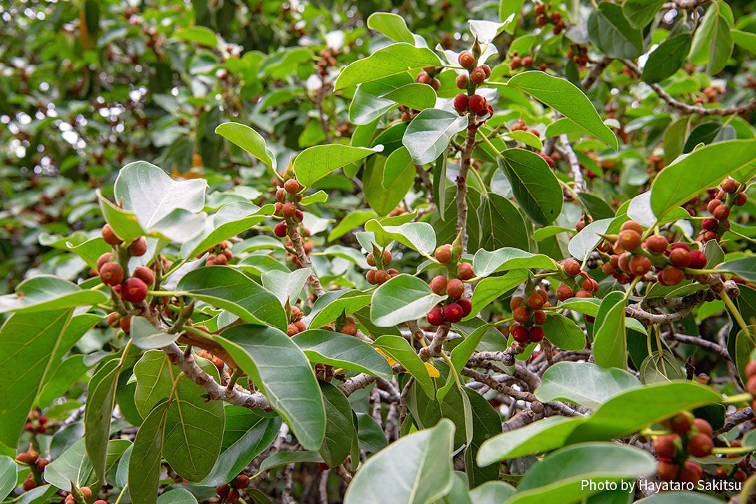 インディアンバニヤン（Ficus benghalensis）