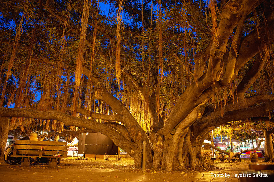 インディアンバニヤン ベンガルボダイジュ アヌヘア ハワイの花 植物 野鳥図鑑 Indian Banyan Ficus Benghalensis