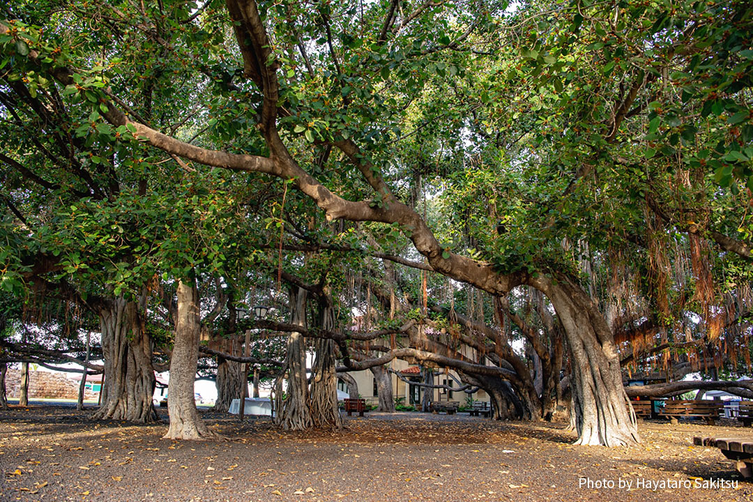 インディアンバニヤン ベンガルボダイジュ アヌヘア ハワイの花 植物 野鳥図鑑 Indian Banyan Ficus Benghalensis