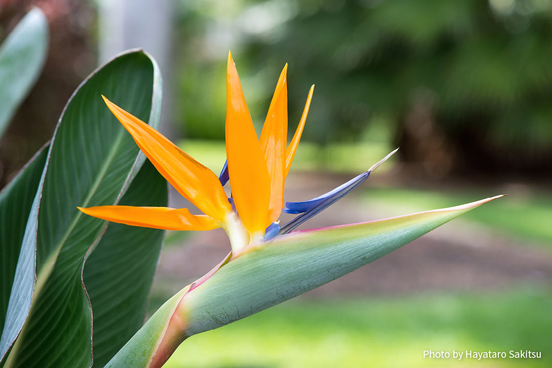 バード・オブ・パラダイス（ゴクラクチョウカ、Strelitzia reginae）