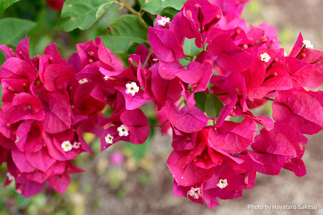 ブーゲンビレア ブーゲンビリア イカダカズラ アヌヘア ハワイの花 植物 野鳥図鑑 Bougainvillea Bougainvillea Spp