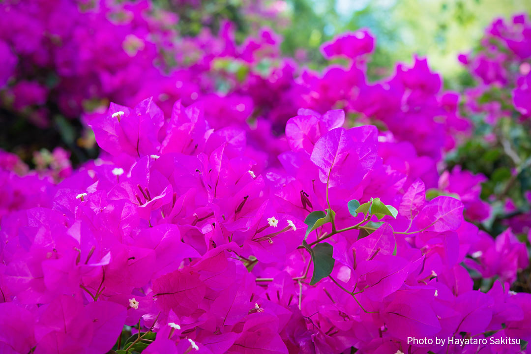 ブーゲンビレア ブーゲンビリア イカダカズラ アヌヘア ハワイの花 植物 野鳥図鑑 Bougainvillea Bougainvillea Spp