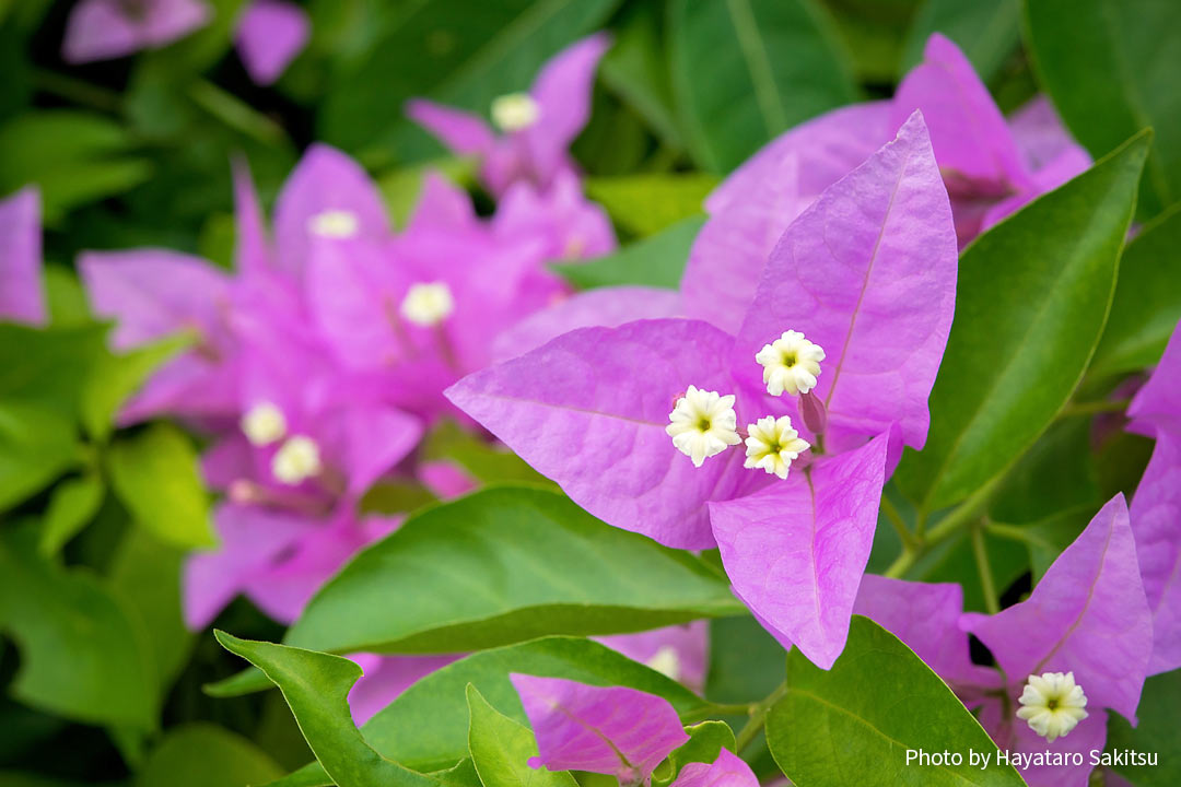 ブーゲンビレア ブーゲンビリア イカダカズラ アヌヘア ハワイの花 植物 野鳥図鑑 Bougainvillea Bougainvillea Spp