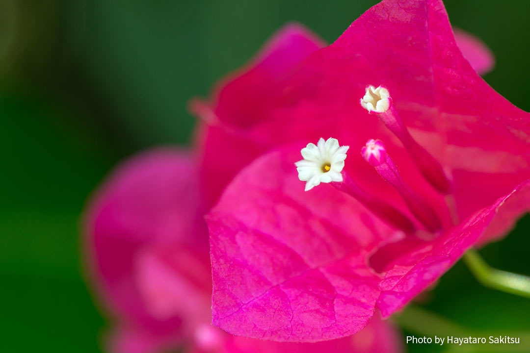 ブーゲンビレア ブーゲンビリア イカダカズラ アヌヘア ハワイの花 植物 野鳥図鑑 Bougainvillea Bougainvillea Spp