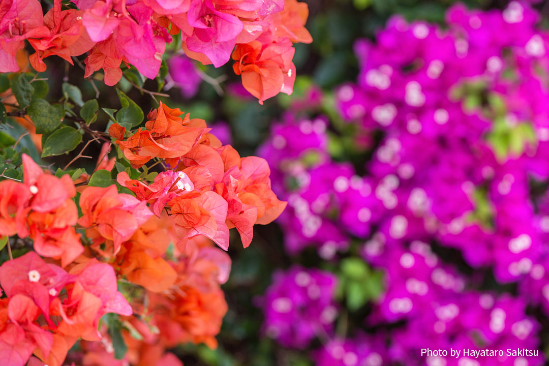 ブーゲンビレア（イカダカズラ）Bougainvillea