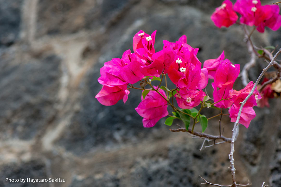 ブーゲンビレア ブーゲンビリア イカダカズラ アヌヘア ハワイの花 植物 野鳥図鑑 Bougainvillea Bougainvillea Spp