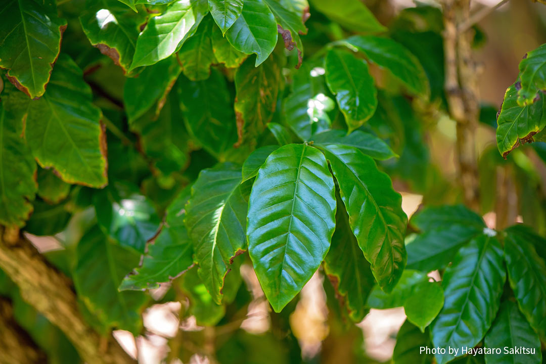 コーヒーノキ（Coffea arabica）