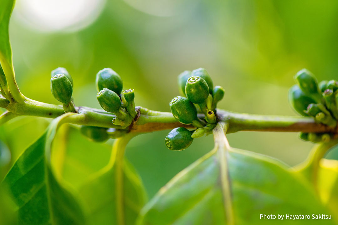 コーヒーノキ（Coffea arabica）