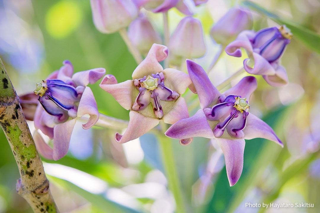 クラウンフラワー アコン プア カラウヌ アヌヘア ハワイの花 植物 野鳥図鑑 Crown Flower Or Pua Kalaunu Calotropis Gigantea