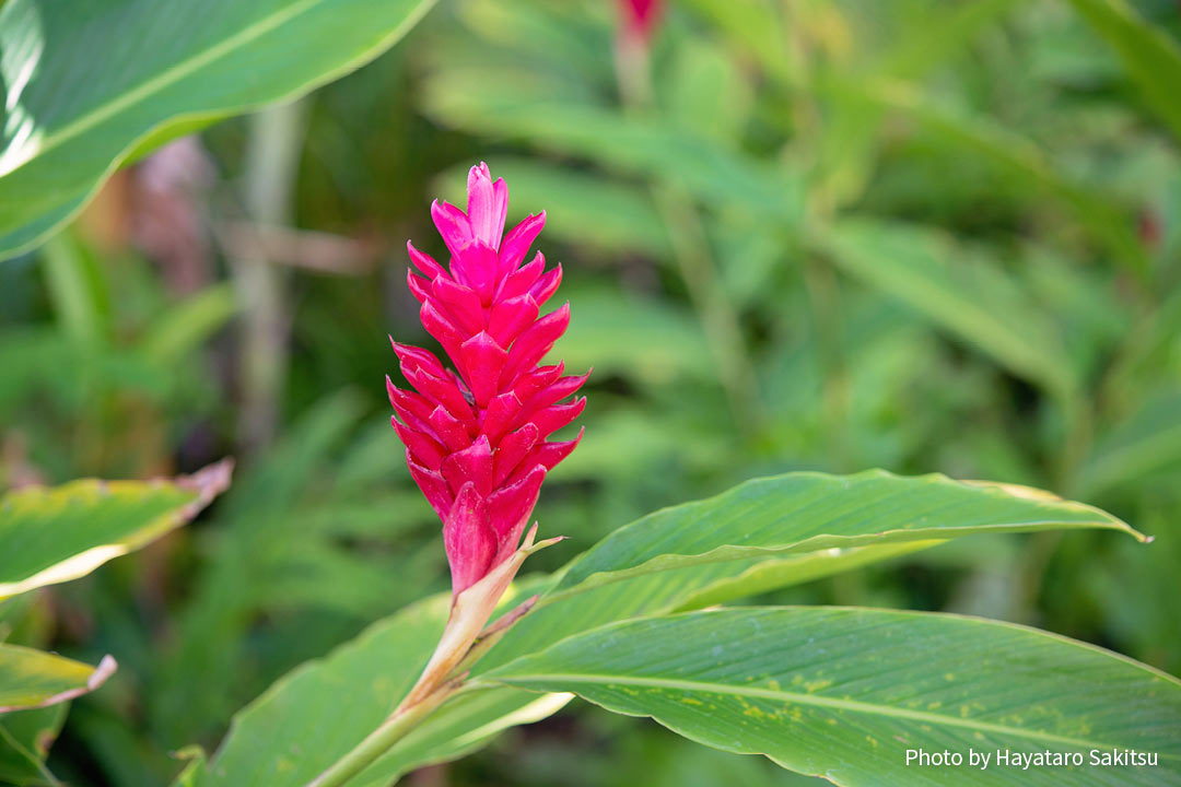 ハワイのジンジャー アヴァプヒ アヌヘア ハワイの花 植物 野鳥図鑑 Gingers In Hawaiʻi