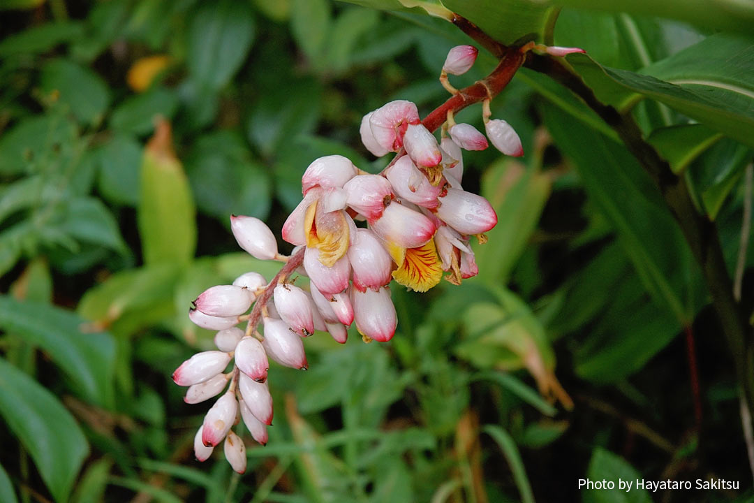 Alpinia zerumbet