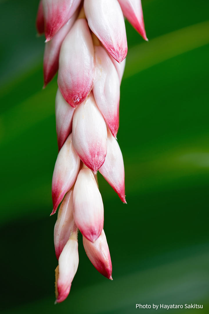 ハワイのジンジャー アヴァプヒ アヌヘア ハワイの花 植物 野鳥図鑑 Gingers In Hawaiʻi