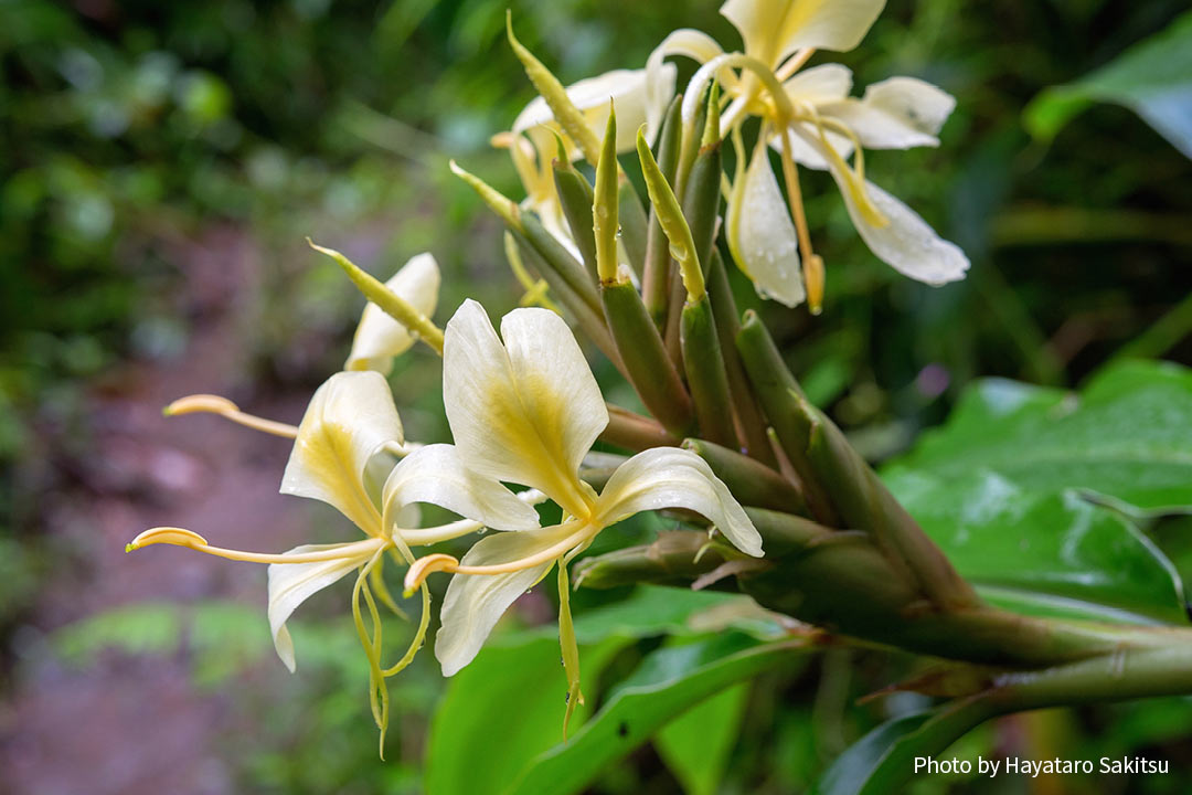 ハワイのジンジャー アヴァプヒ アヌヘア ハワイの花 植物 野鳥図鑑 Gingers In Hawaiʻi