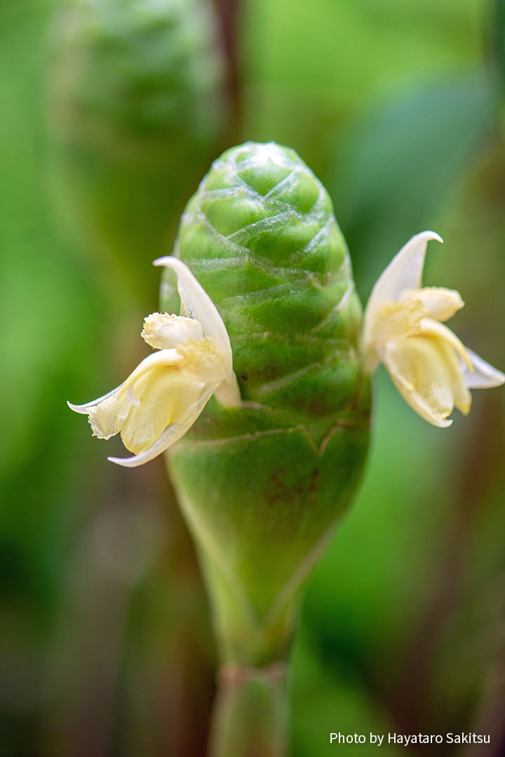 ハワイのジンジャー アヴァプヒ アヌヘア ハワイの花 植物 野鳥図鑑 Gingers In Hawaiʻi