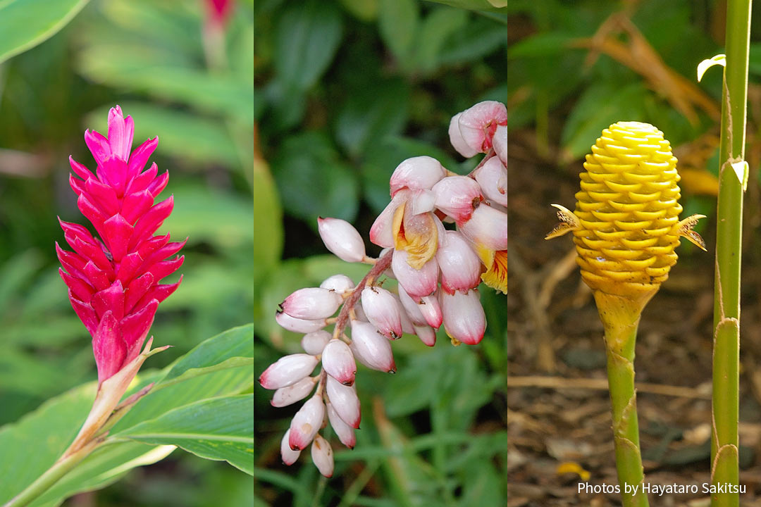 ハワイのジンジャー アヴァプヒ アヌヘア ハワイの花 植物 野鳥図鑑 Gingers In Hawaiʻi