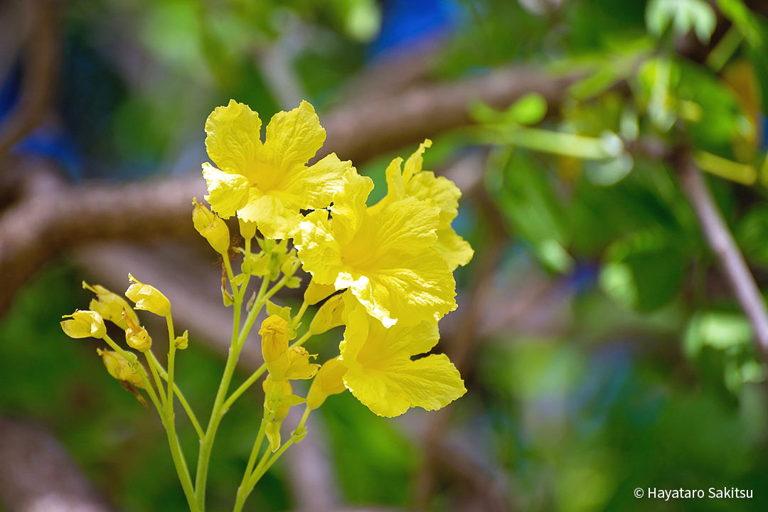 ゴールドツリー（Tabebuia donnell-smithii）