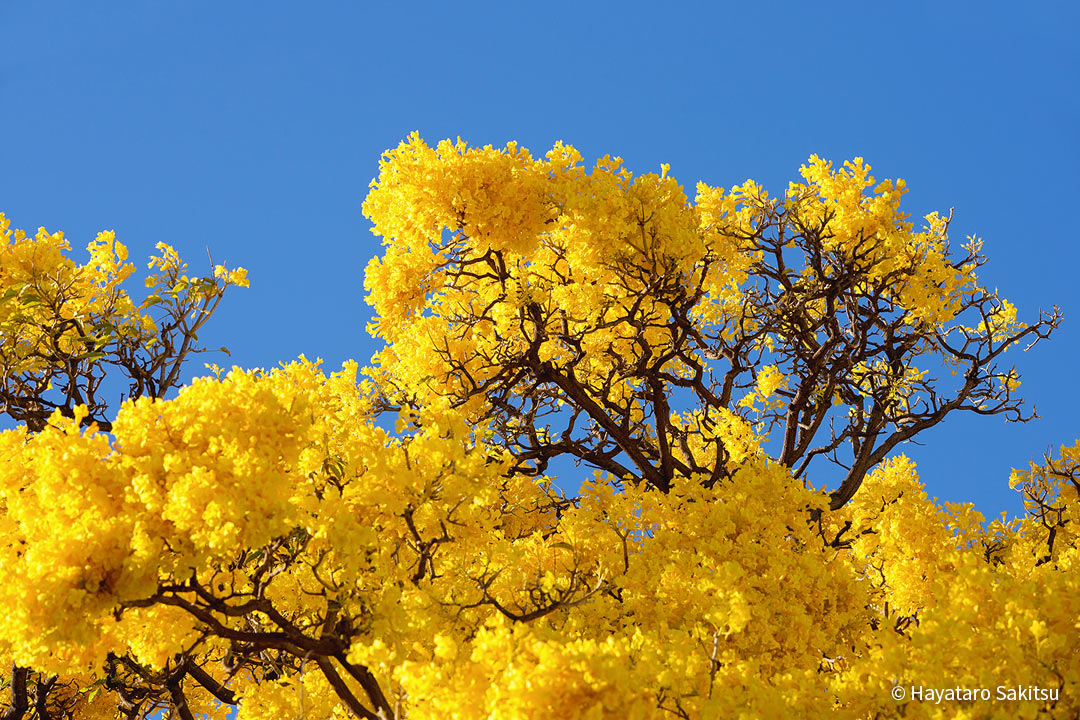 ゴールドツリー（Tabebuia donnell-smithii）