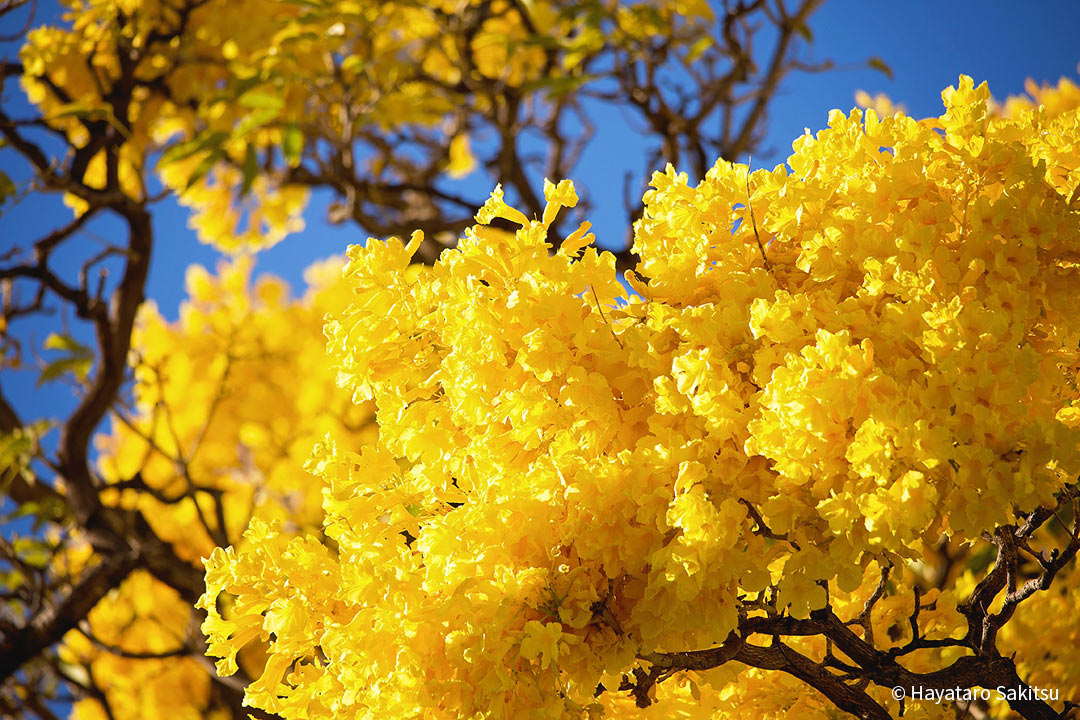 ゴールドツリー アヌヘア ハワイの花 植物 野鳥図鑑 Gold Tree Or Primavera Tabebuia Donnell Smithii