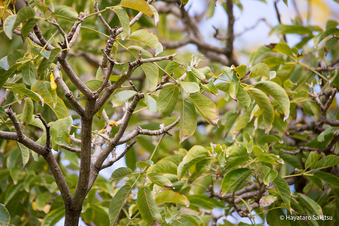 ゴールドツリー（Tabebuia donnell-smithii）