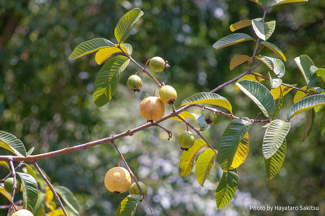 グアバ バンジロウ アヌヘア ハワイの花 植物 野鳥図鑑 Common Guava Psidium Guajava