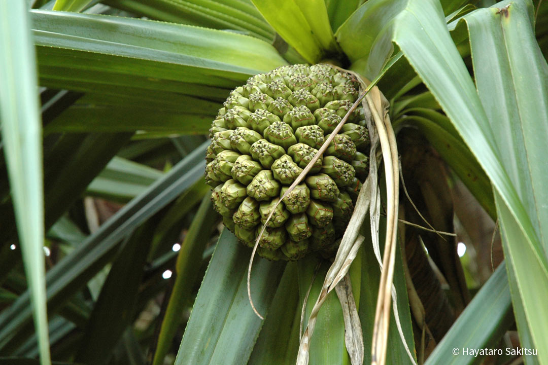 ハラ（Pandanus tectorius）