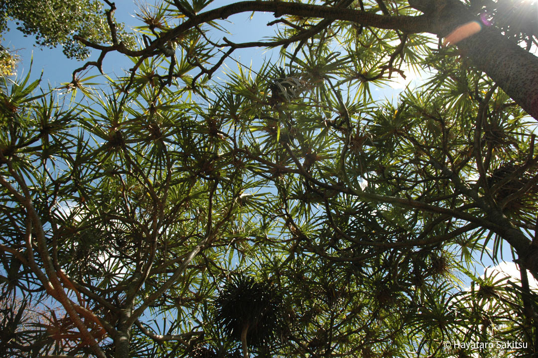 ハラ（Pandanus tectorius）