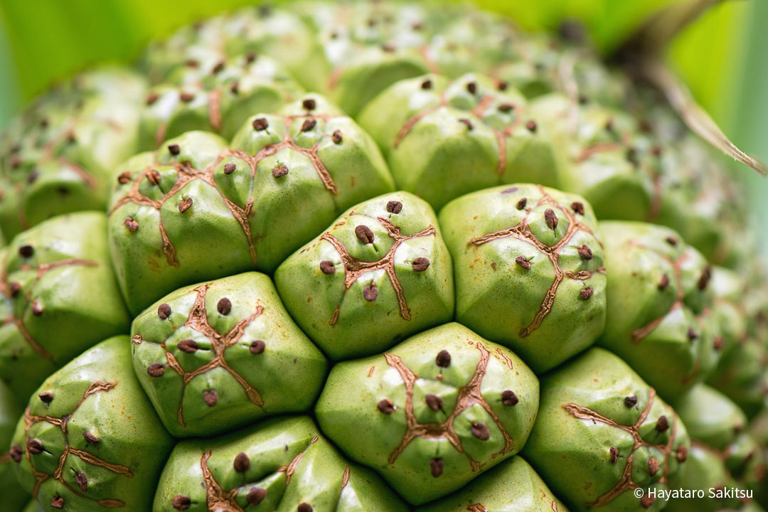 ハラ（Pandanus tectorius）