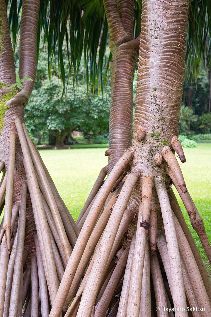 ハラ（Pandanus tectorius）