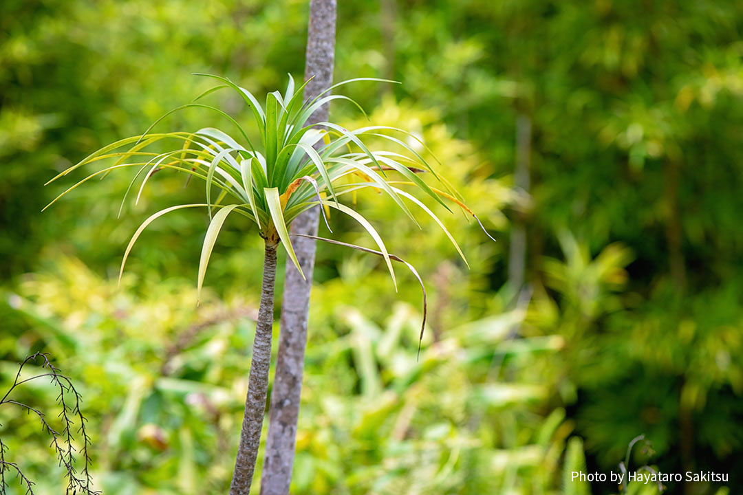 ハラ・ペペ（Pleomele aurea）