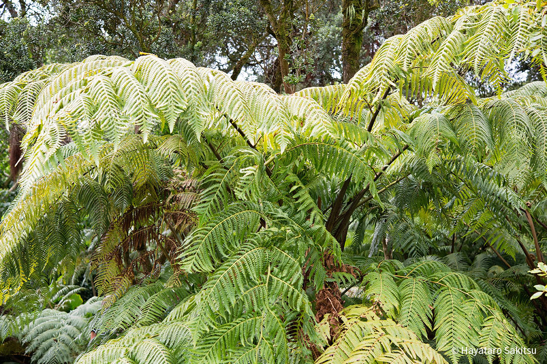 ハープウ(Cibotium menziesii)