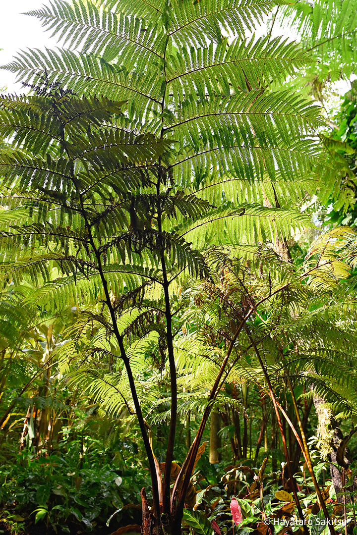 ハープウ(Cibotium glaucum)