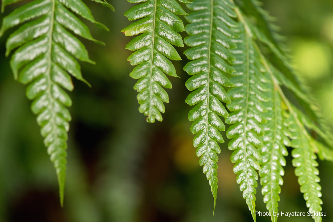 ハープウ（Cibotium chamissoi）