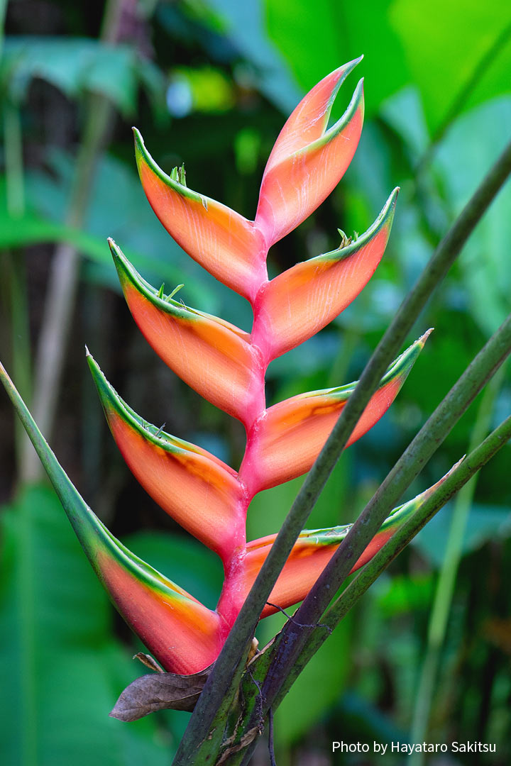 ヘリコニア アヌヘア ハワイの花 植物 野鳥図鑑 Heliconia