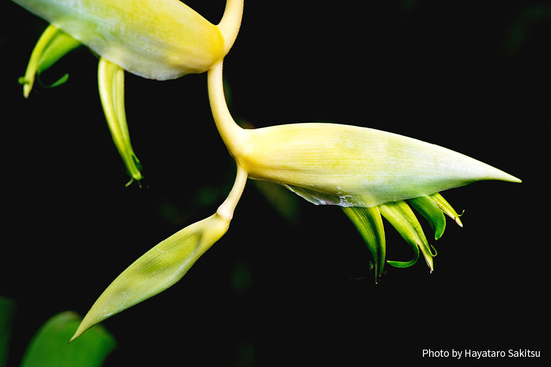 Heliconia chartacea var. meeana