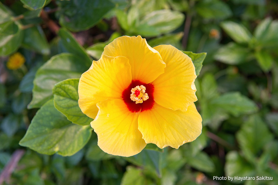 ハワイのハイビスカス アロアロ アヌヘア ハワイの花 植物 野鳥図鑑 Hibiscus In Hawaiʻi