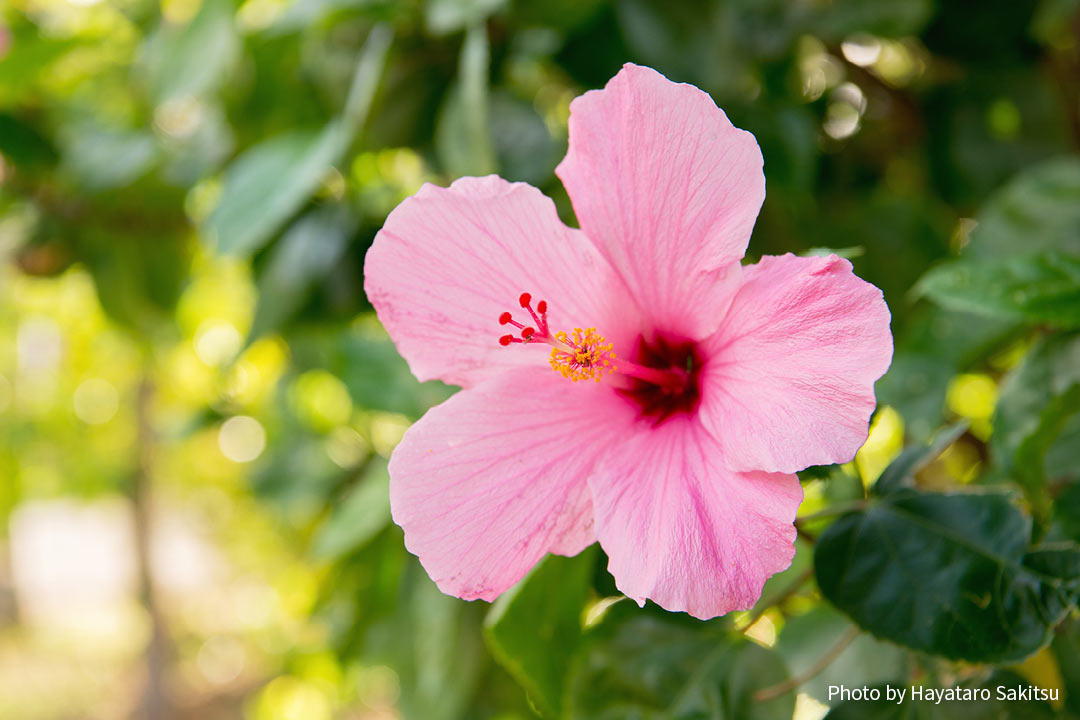 コキオ ケオケオ 白いハイビスカス アヌヘア ハワイの花 植物 野鳥図鑑 Kokio Keokeo Hibiscus Waimeae H Arnottianus