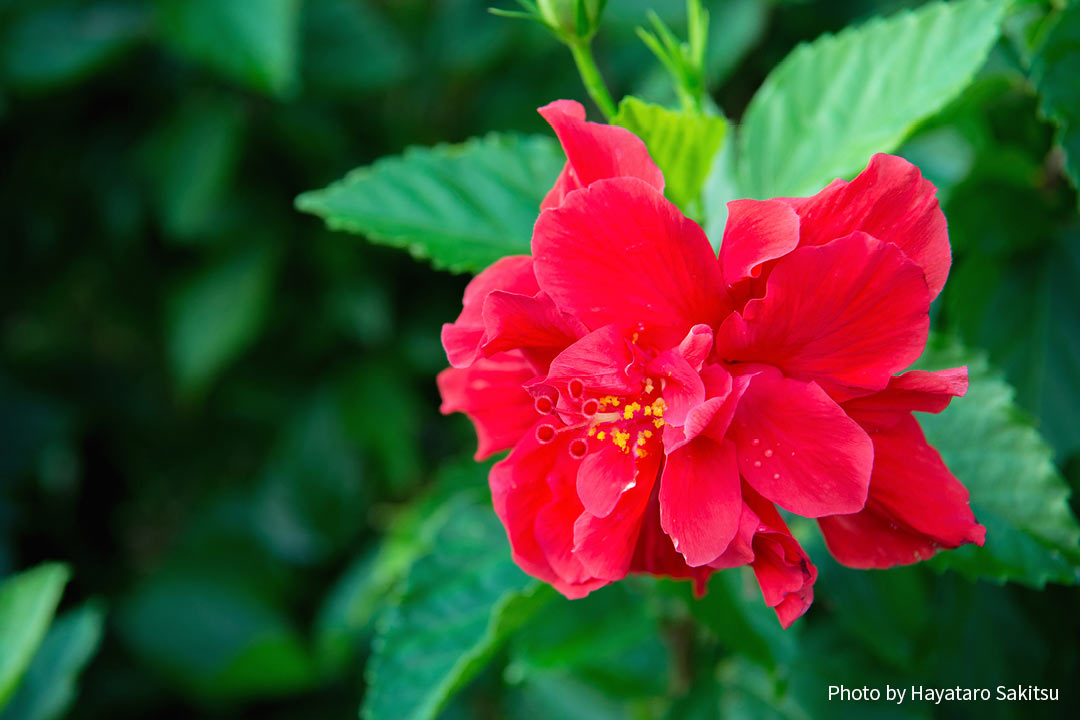 ハワイのハイビスカス アロアロ アヌヘア ハワイの花 植物 野鳥図鑑 Hibiscus In Hawaiʻi