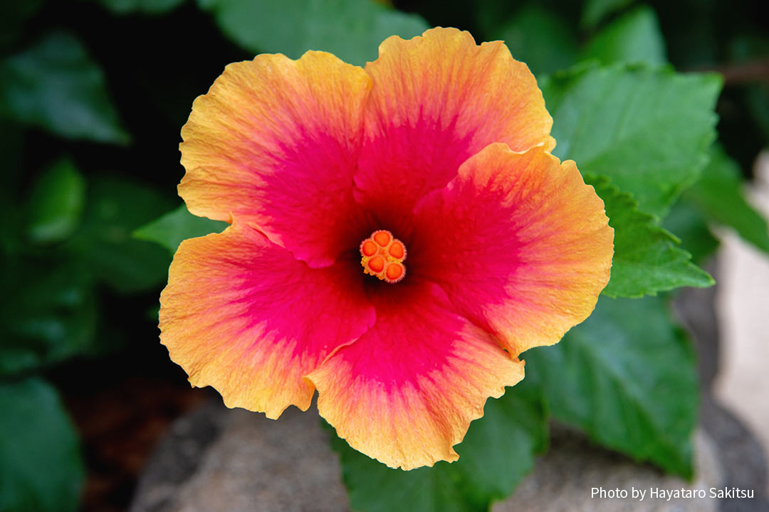 ハワイのハイビスカス アロアロ アヌヘア ハワイの花 植物 野鳥図鑑 Hibiscus In Hawaiʻi