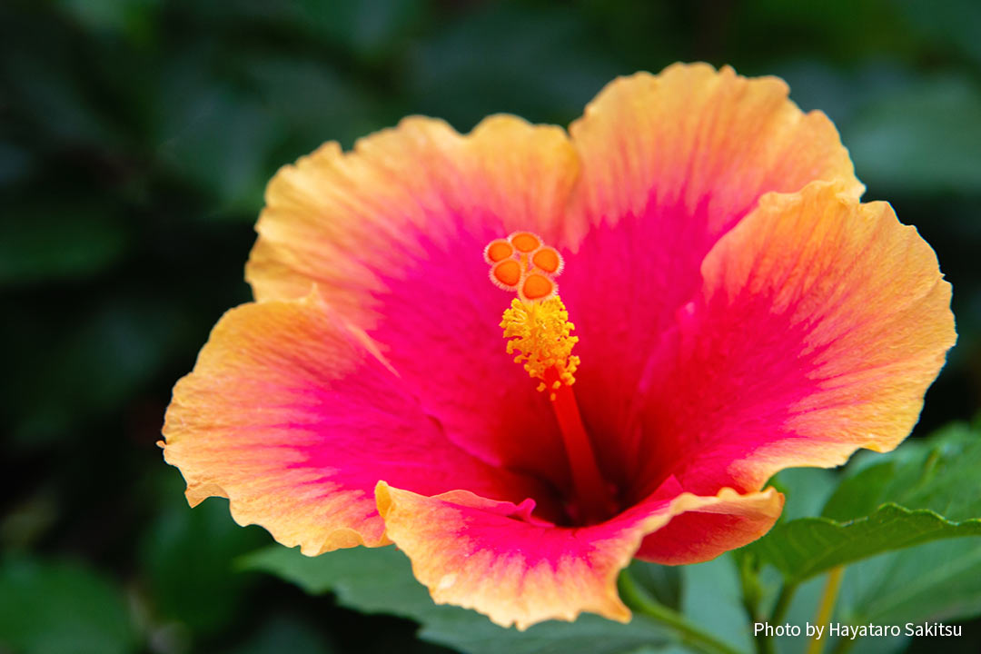 ハワイのハイビスカス アロアロ アヌヘア ハワイの花 植物 野鳥図鑑 Hibiscus In Hawaiʻi