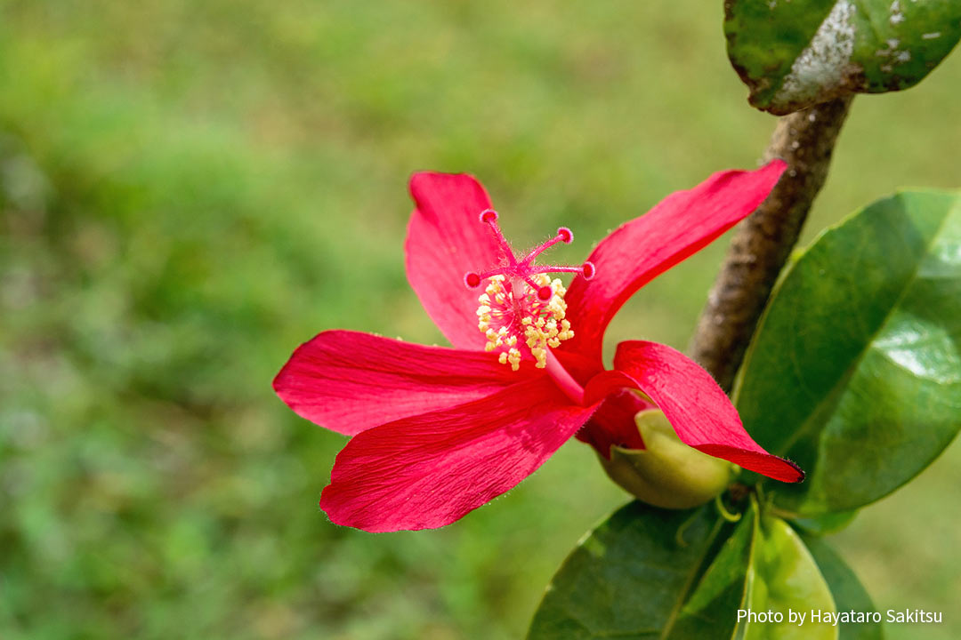 クレイズ・ハイビスカス（Hibiscus clayi）