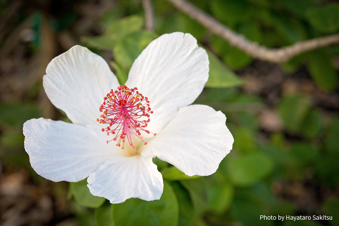 コキオ ケオケオ 白いハイビスカス アヌヘア ハワイの花 植物 野鳥図鑑 Kokio Keokeo Hibiscus Waimeae H Arnottianus