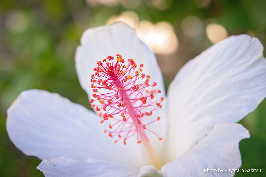 コキオ ケオケオ 白いハイビスカス アヌヘア ハワイの花 植物 野鳥図鑑 Kokio Keokeo Hibiscus Waimeae H Arnottianus