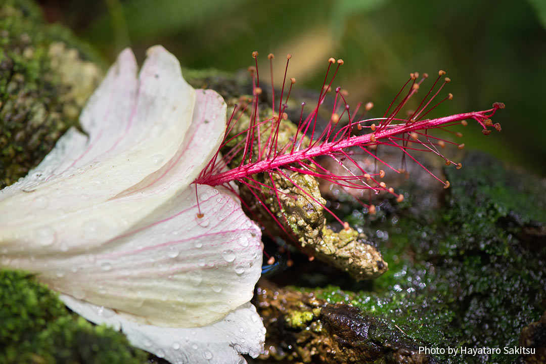 コキオ・ケオケオ（オアフ島）Hibiscus arnottianus