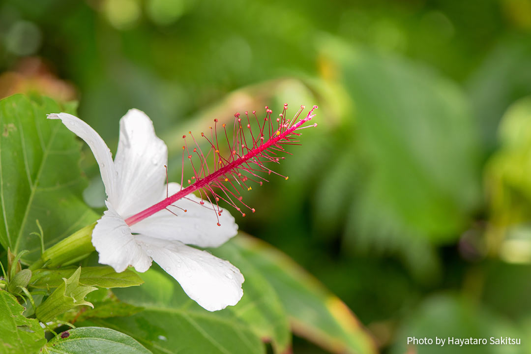 コキオ・ケオケオ（オアフ島）Hibiscus arnottianus