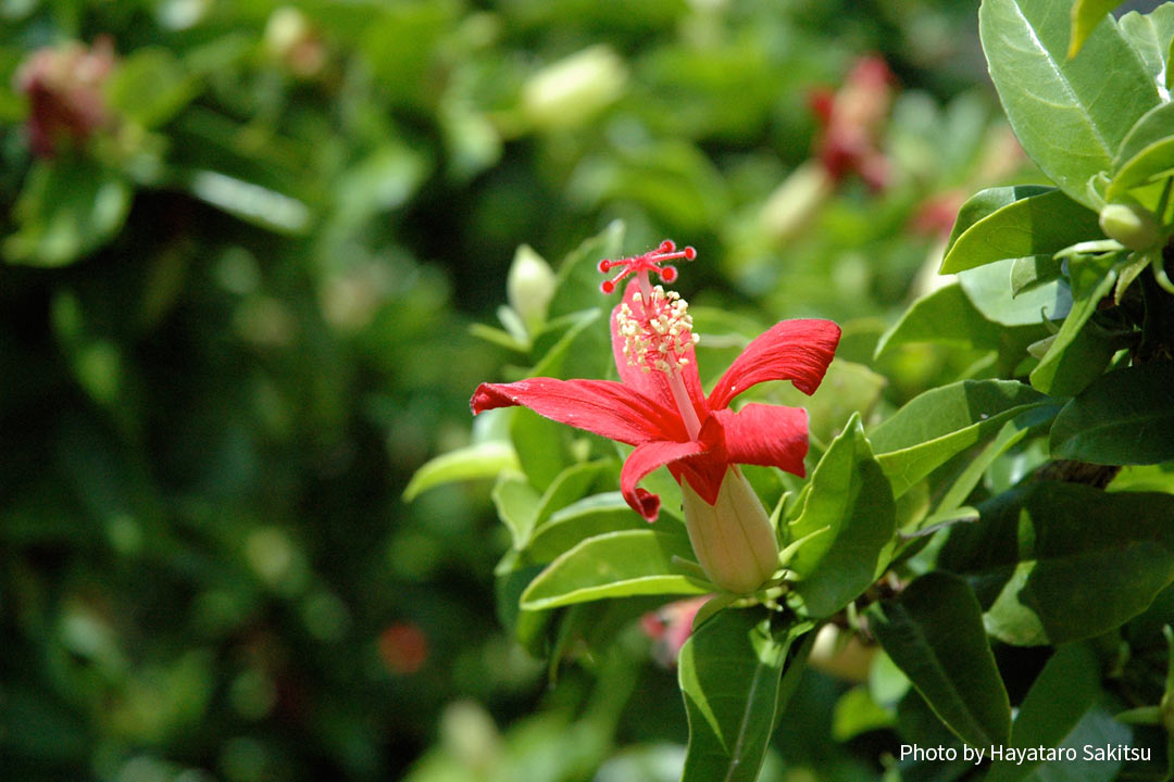 コキオ・ウラ（Hibiscus kokio）