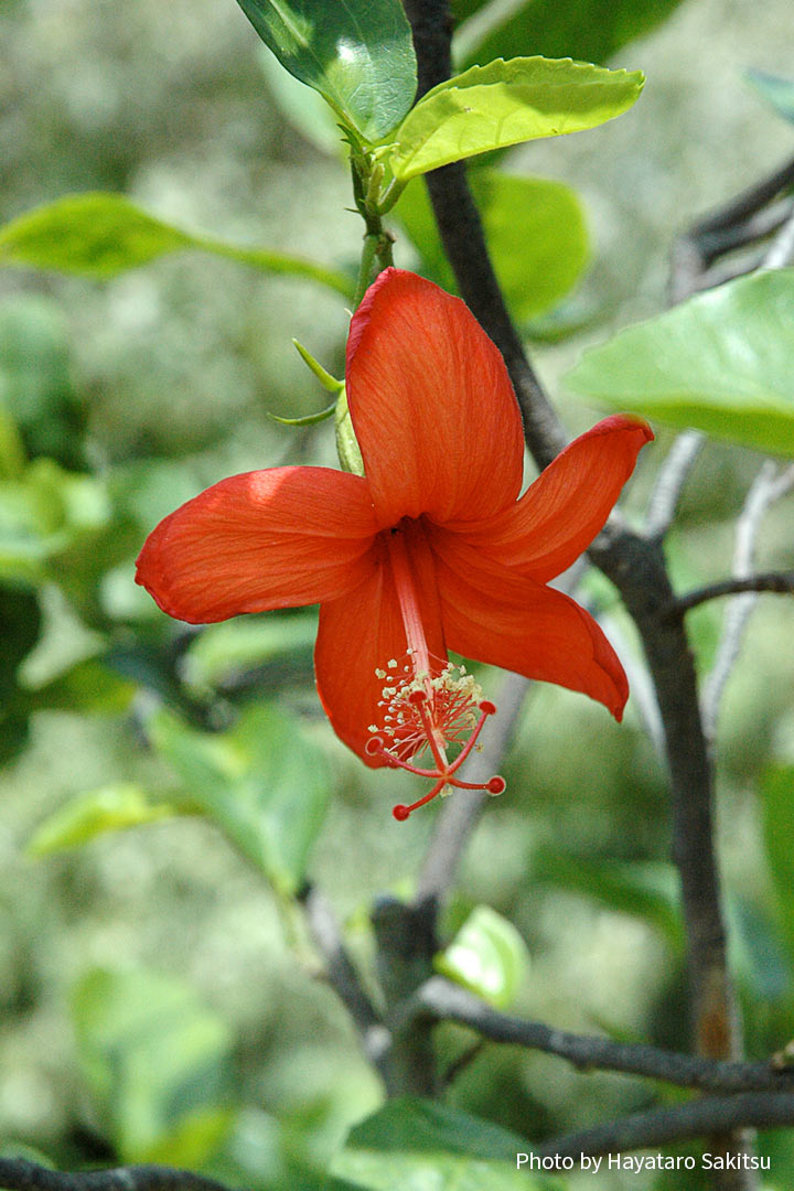 コキオ・ウラ(Hibiscus kokio)