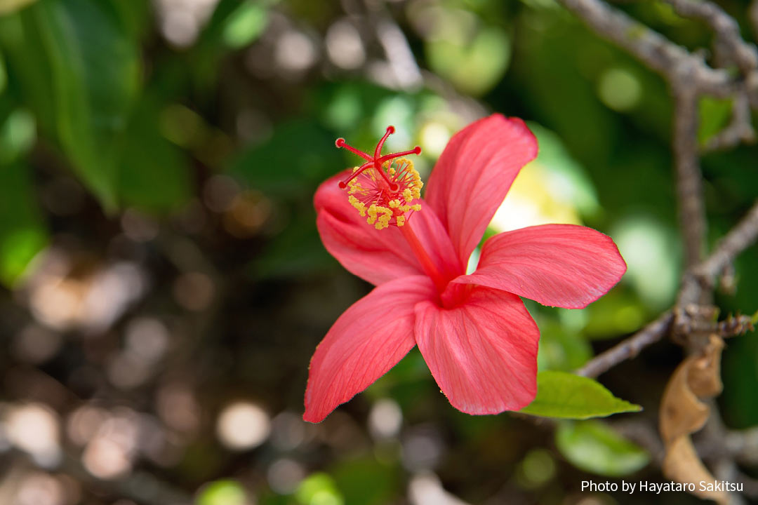 コキオ ウラ 赤いハイビスカス アヌヘア ハワイの花 植物 野鳥図鑑 Kokio Ula Hibiscus Kokio