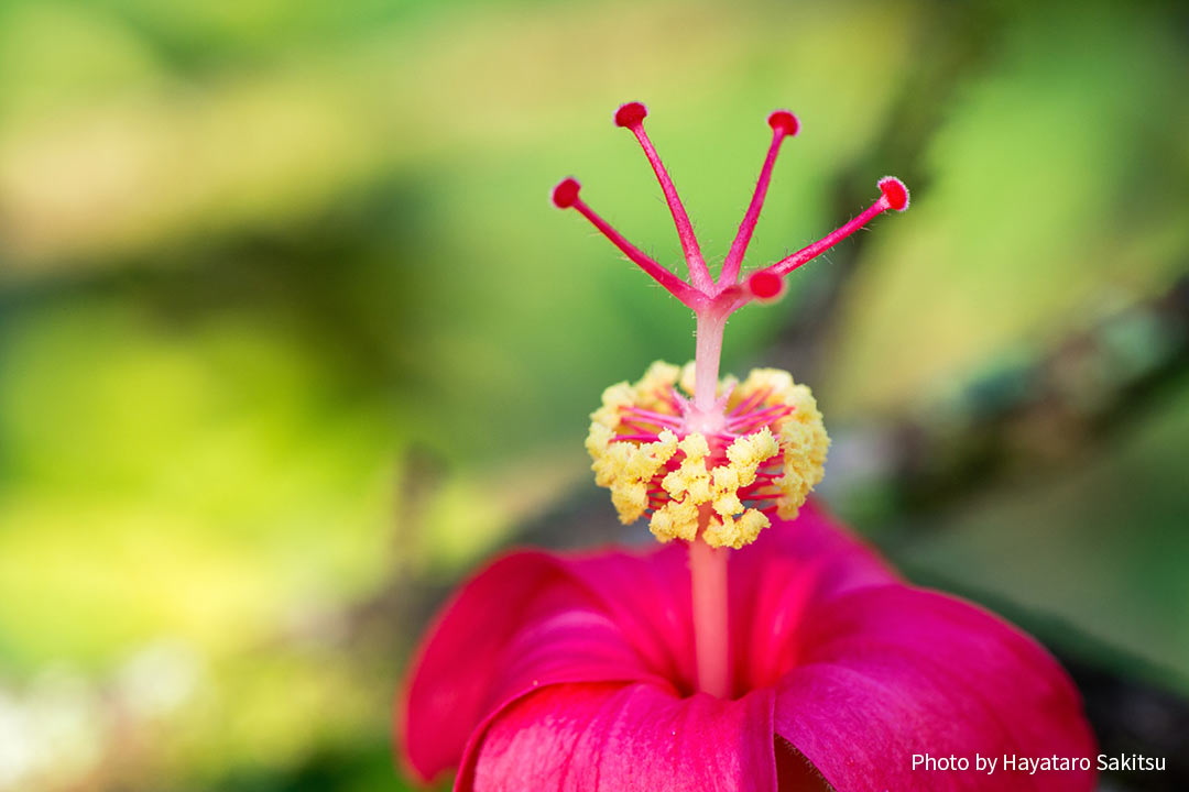 コキオ・ウラ（Hibiscus kokio）